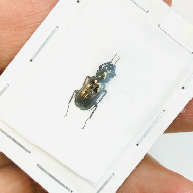 Lucanidae Platycerus weidengensis 11mm A1 from Diqing Yunnan No.3809