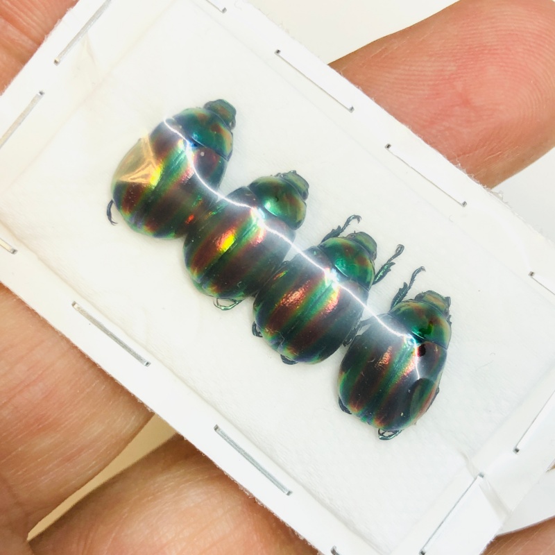 Rutelidae Mimela ohausi 4pcs A1 from Wenshan Yunnan No.3804