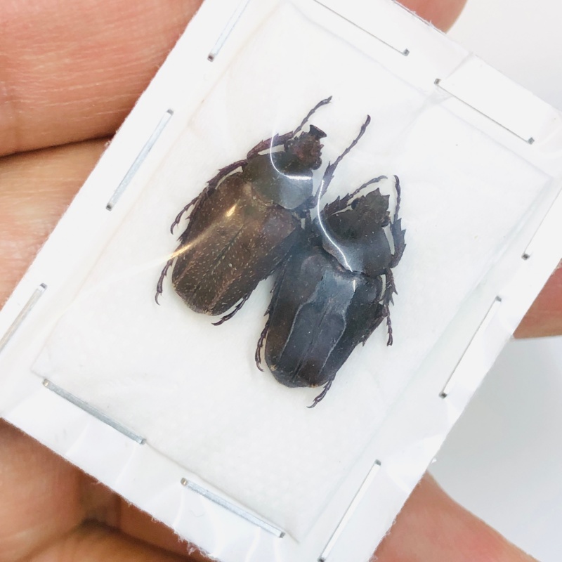 Cetoniidae Mycteristes sp A1 Pair from Yaan Sichuan No. 3811