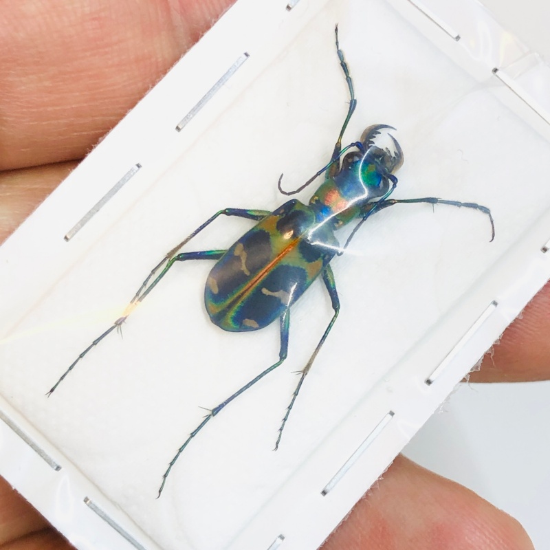 Cicindelidae Cicindela chinenesis A1 from Yuexi Anhui No.3818