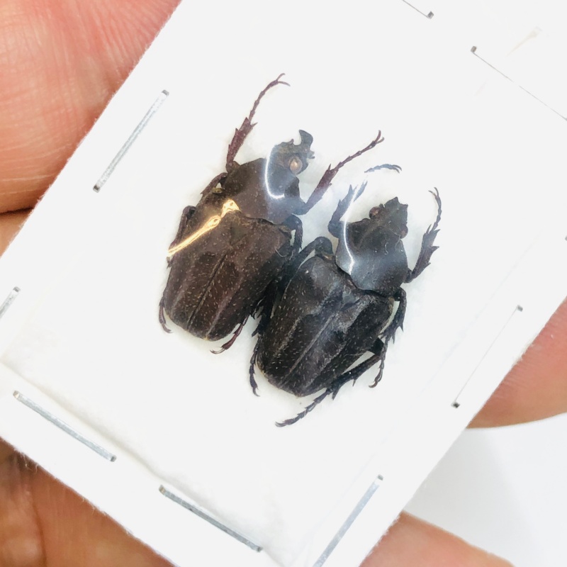 Cetoniidae Mycteristes sp A1 Pair from Yaan Sichuan No. 3812