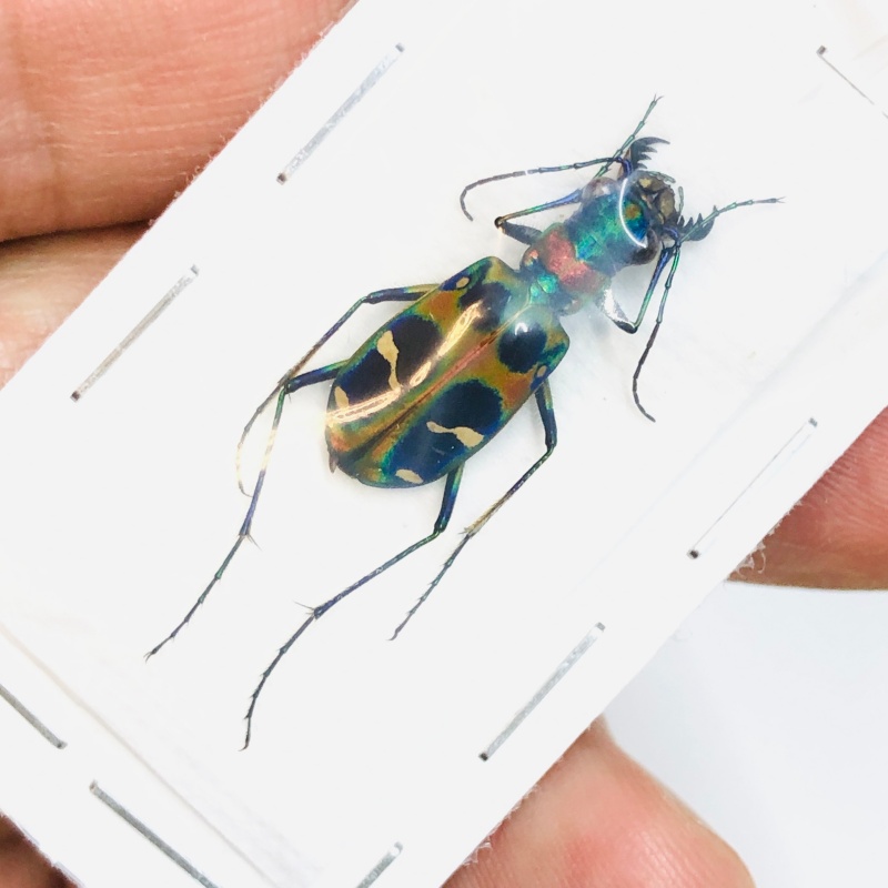 Cicindelidae Cicindela chinenesis A1 from Yuexi Anhui No.3819