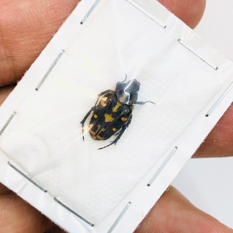 Cetoniidae sp A1 from Yingjiang Yunnan No.3817