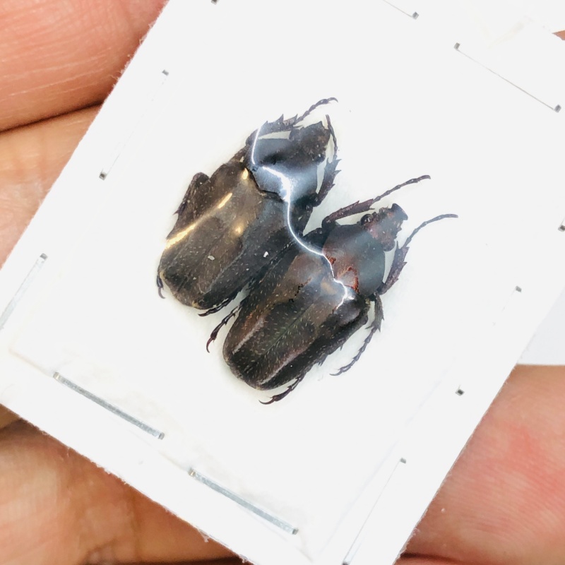 Cetoniidae Mycteristes sp A1 Pair from Yaan Sichuan No. 3814