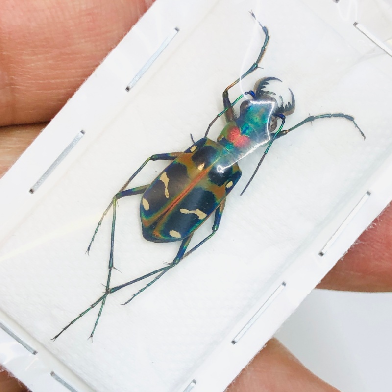 Cicindelidae Cicindela chinenesis A1 from Yuexi Anhui No.3820