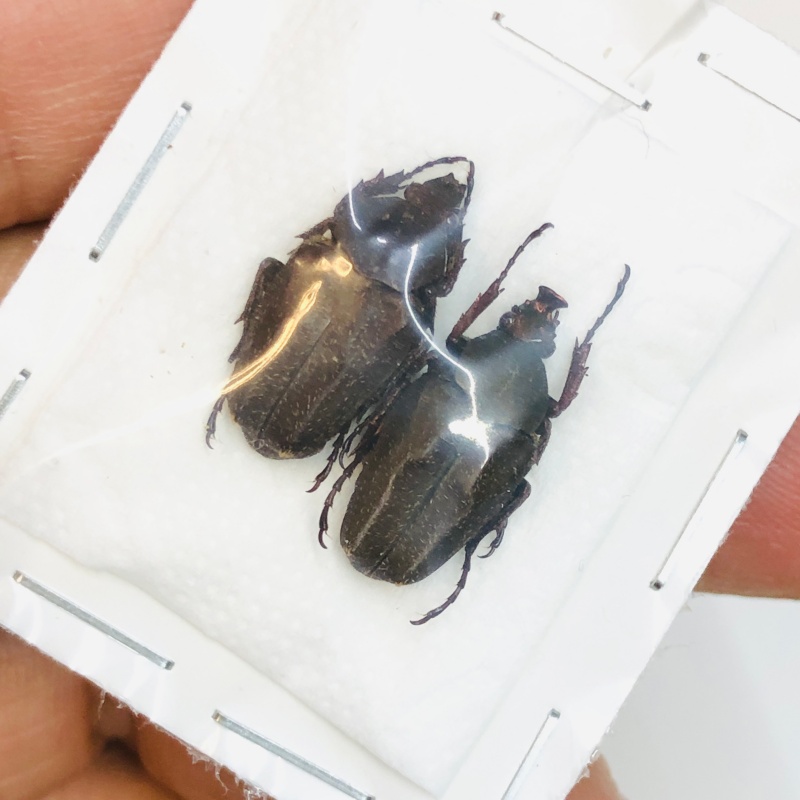 Cetoniidae Mycteristes sp A1 Pair from Yaan Sichuan No. 3813