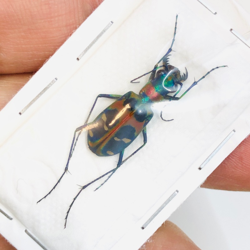 Cicindelidae Cicindela chinenesis A1 from Yuexi Anhui No.3823