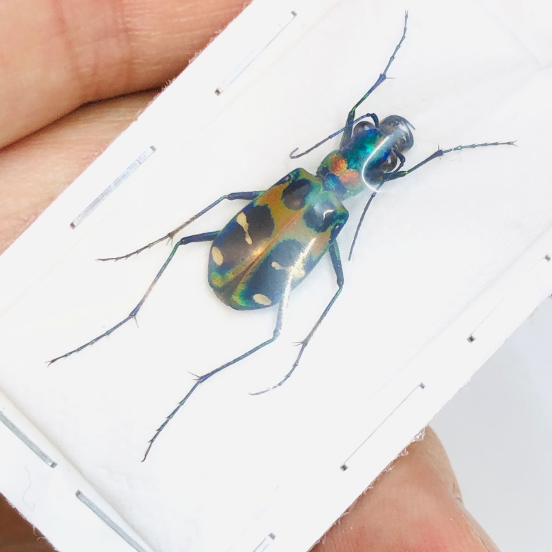 Cicindelidae Cicindela chinenesis A1 from Yuexi Anhui No.3824