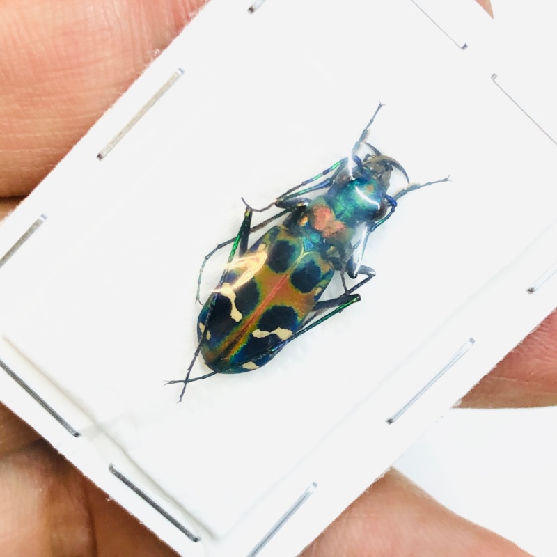 Cicindelidae Cicindela chinenesis A1 from Yuexi Anhui No.3822