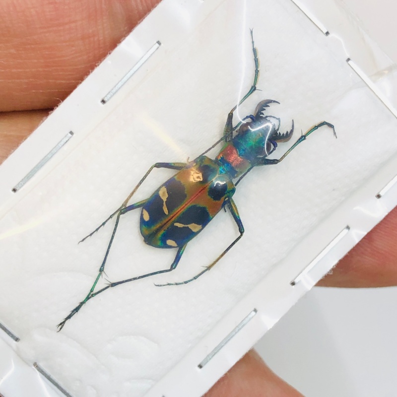 Cicindelidae Cicindela chinenesis A1 from Yuexi Anhui No.3825