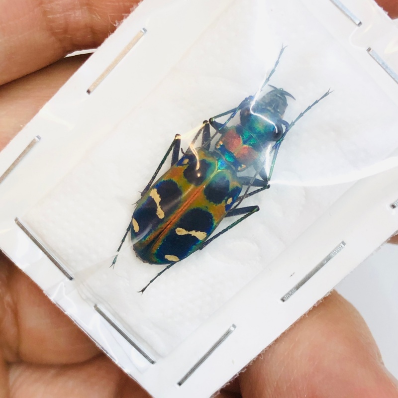 Cicindelidae Cicindela chinenesis A1 from Yuexi Anhui No.3821