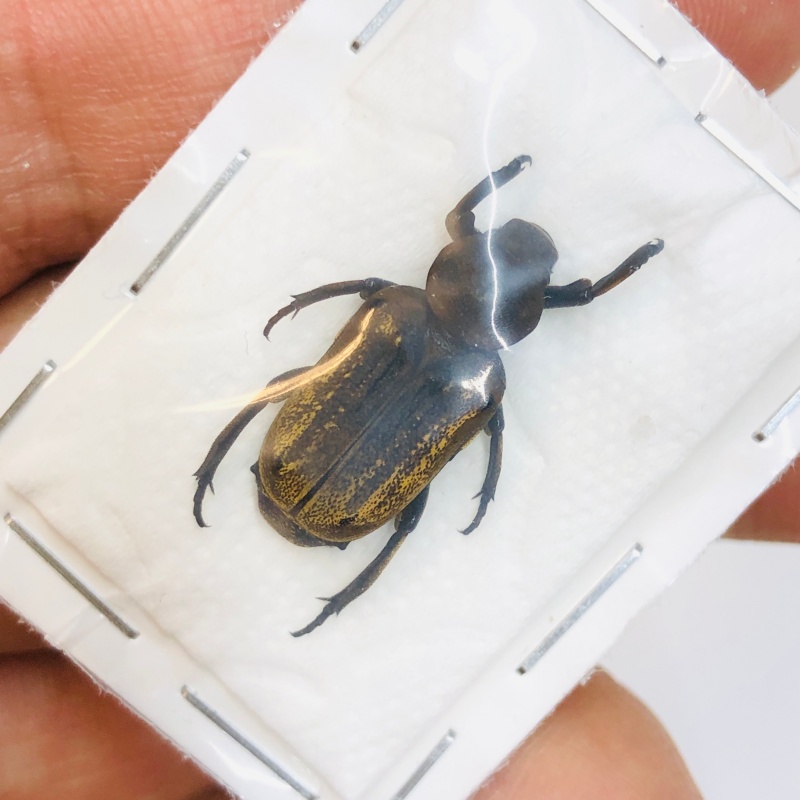 Cetoniidae Clinterocera sp 19mm A1 from Dali Yunnan No.4604