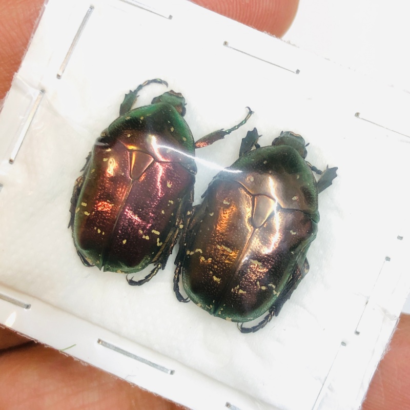 Cetoniidae sp 22mm22mm A1 from Huaihua Hunan No.4592