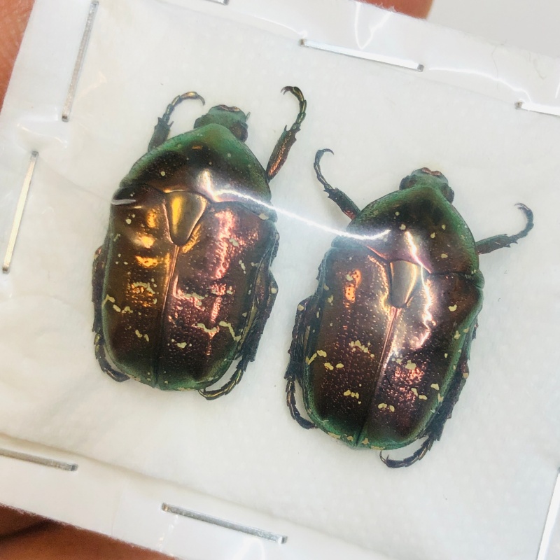 Cetoniidae sp 22mm22mm A1 from Huaihua Hunan No.4593