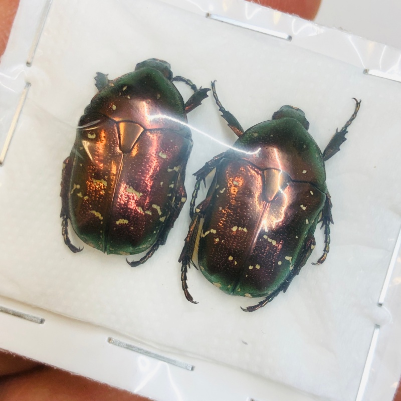 Cetoniidae sp 22mm22mm A1 from Huaihua Hunan No.4594