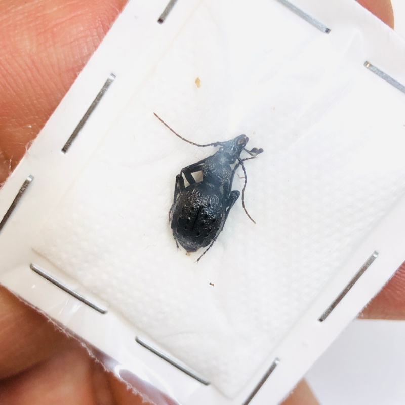 Cychrus sp 13mm A1 from Maoxian Sichuan No.4577