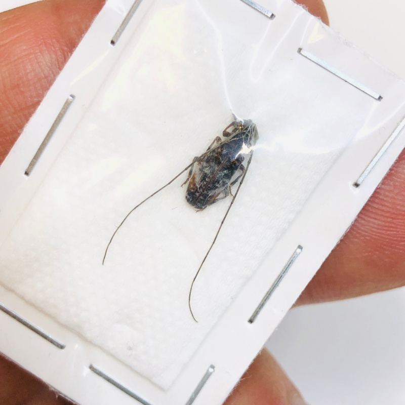 Cerambycidae sp 10mm A1 from Jinxiu Guangxi No.4578