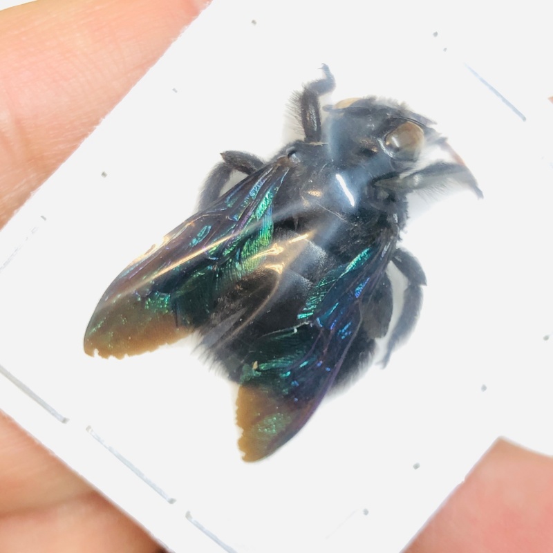 Hymenoptera sp 26mm from Yingjiang Yunnan No.4582