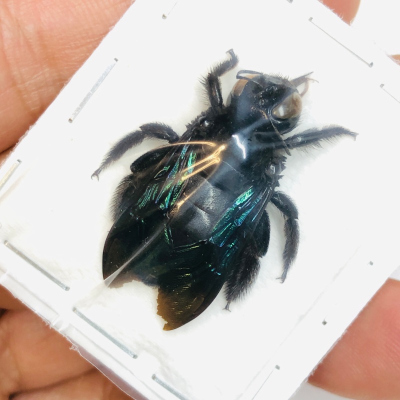 Hymenoptera sp 26mm from Yingjiang Yunnan No.4583