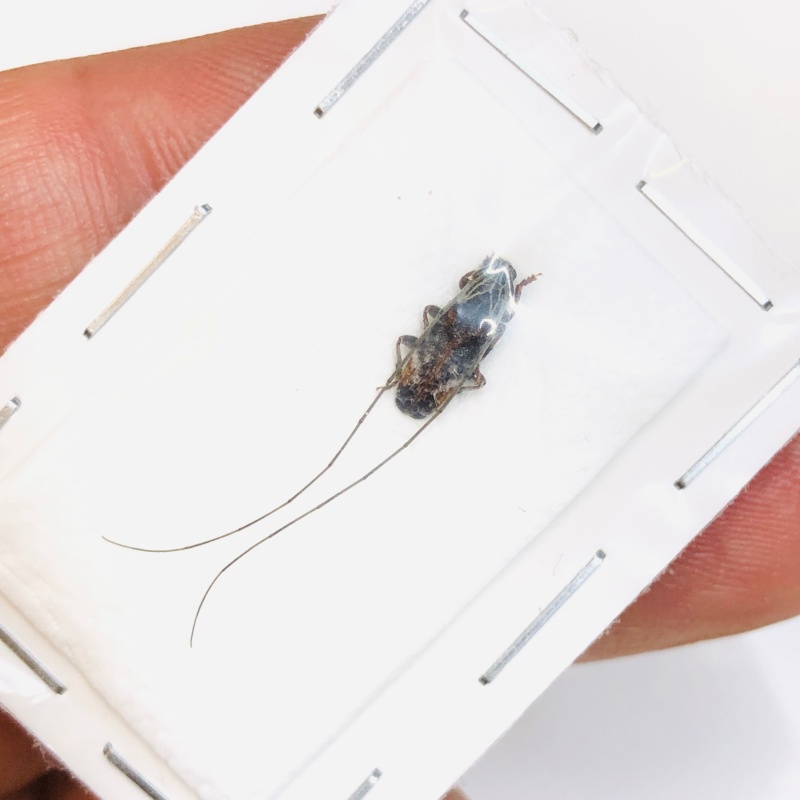 Cerambycidae sp 10mm A1 from Jinxiu Guangxi No.4579