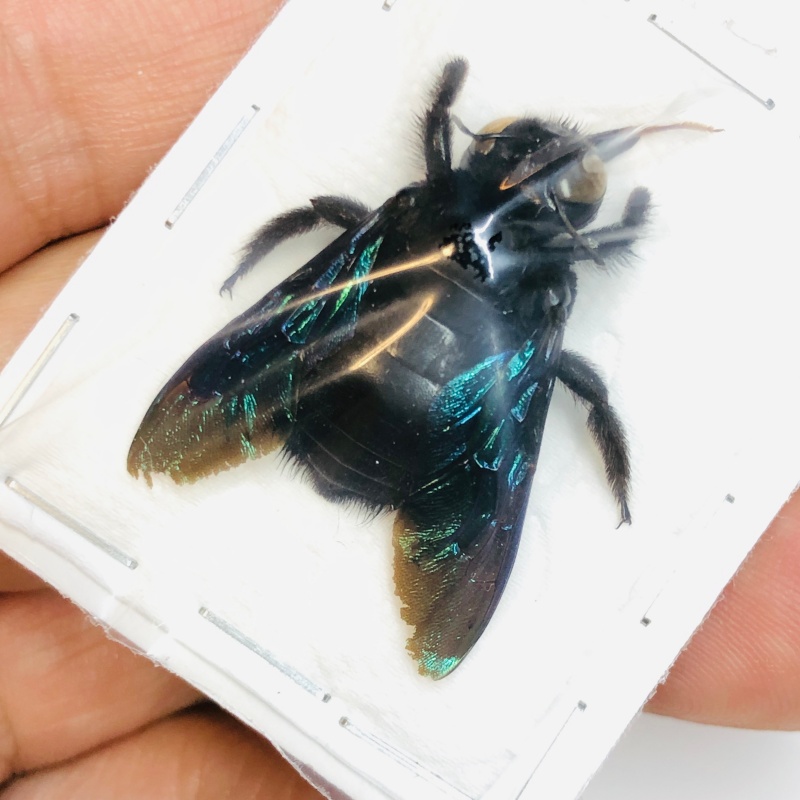 Hymenoptera sp 26mm from Yingjiang Yunnan No.4584