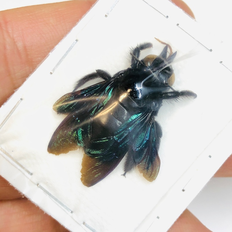 Hymenoptera sp 26mm from Yingjiang Yunnan No.4585