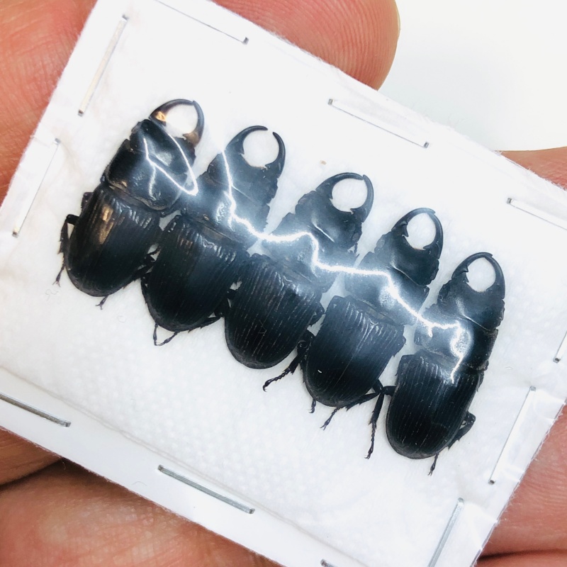 Lucanidae Aegus sp 5pcs A1 from Taizhou Zhejiang No.4344