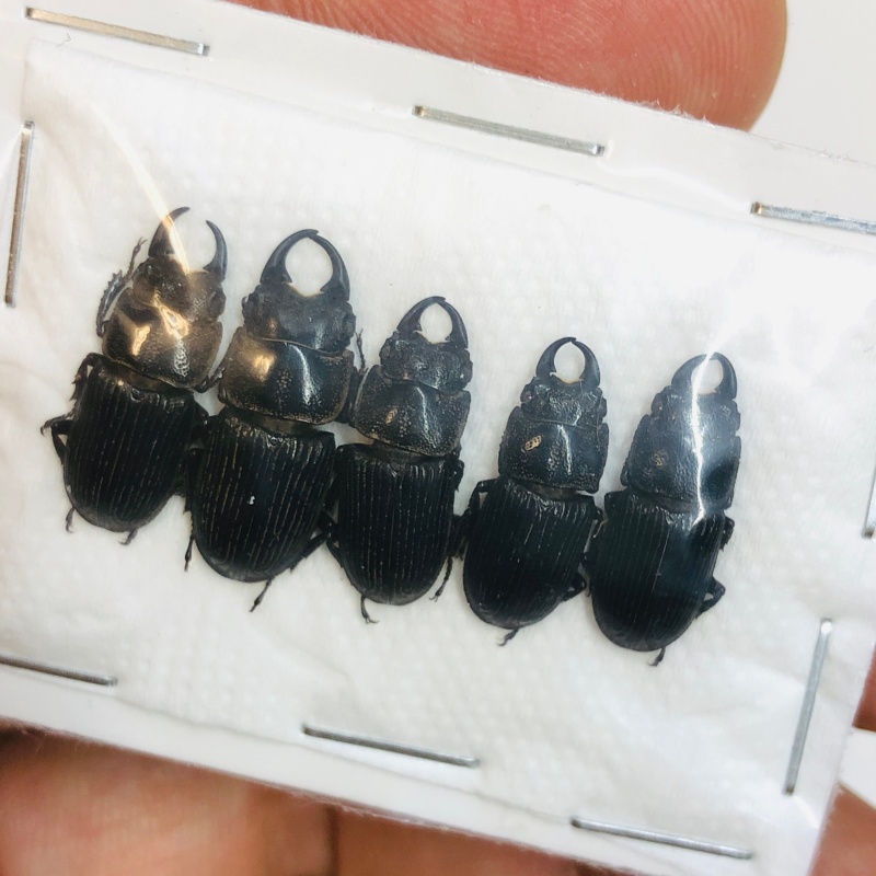 Lucanidae Aegus sp 5pcs A1 from Taizhou Zhejiang No.4350