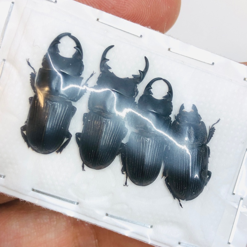 Lucanidae Aegus sp 4pcs A2 from Taizhou Zhejiang No.4352