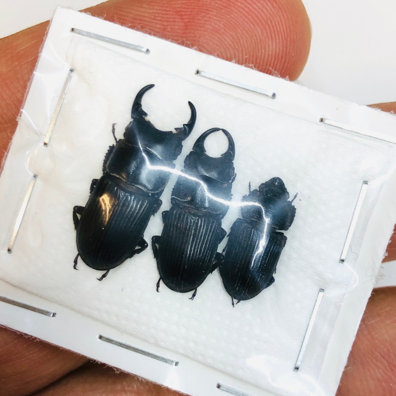 Lucanidae Aegus sp 3pcs A1 from Taizhou Zhejiang No.4346