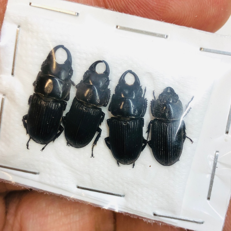 Lucanidae Aegus sp 4pcs A1 from Taizhou Zhejiang No.4348