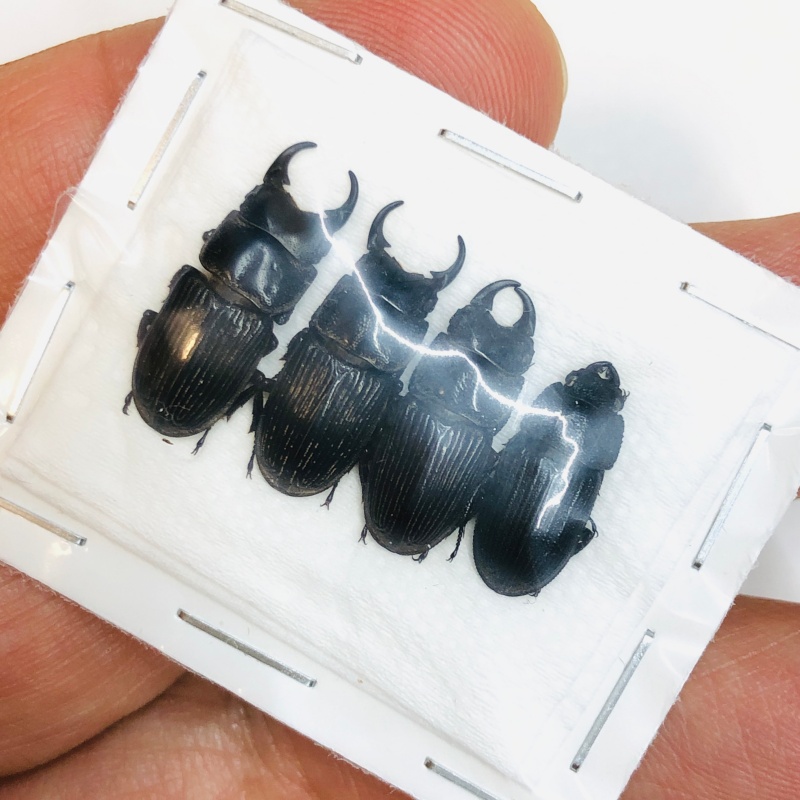 Lucanidae Aegus sp 4pcs A1 from Taizhou Zhejiang No.4345
