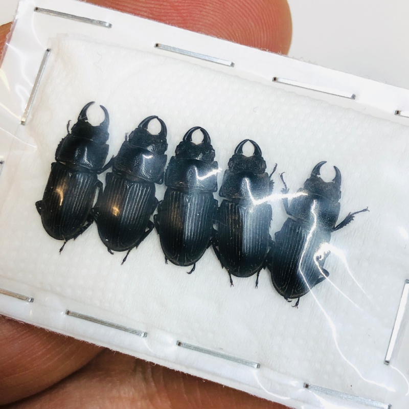 Lucanidae Aegus sp 5pcs A1 from Taizhou Zhejiang No.4347