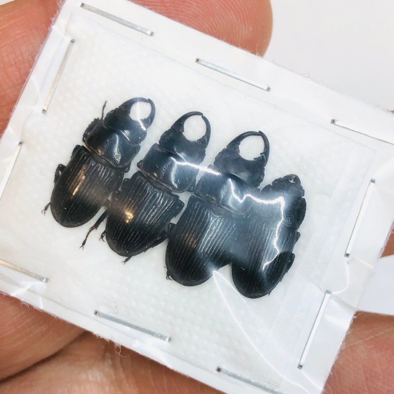 Lucanidae Aegus sp 4pcs A1 from Taizhou Zhejiang No.4351