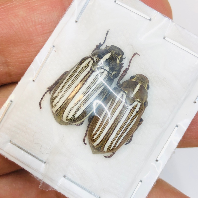 Melolonthidae Dedalopterus sp  19mm20mm A1 from Jinxiu Guangxi No.4358