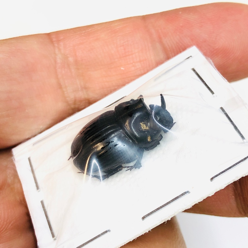 Scarabaeidae sp 20mm A1 from Yingjiang Yunnan No.4361