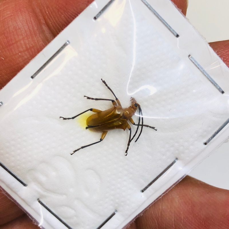 Ceramycidae sp A1 9mm from Sanming Fujian No.4360 EX-RARE