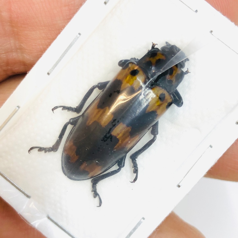 Erotylidae Encaustes sp 29mm A1 from Yingjiang Yunnan No.4353 LARGE