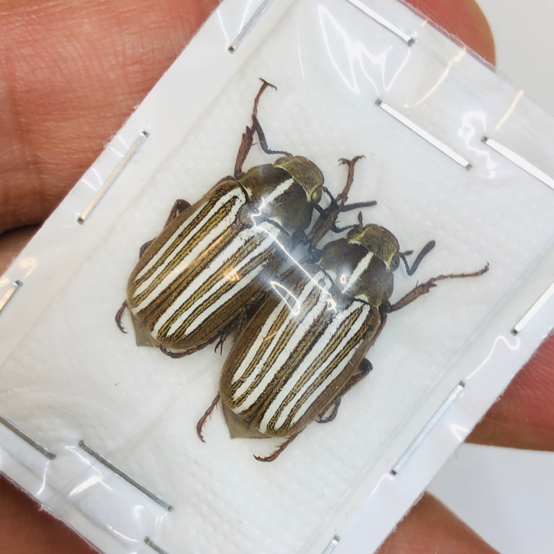 Melolonthidae Dedalopterus sp  20mm20mm A1 from Jinxiu Guangxi No.4354