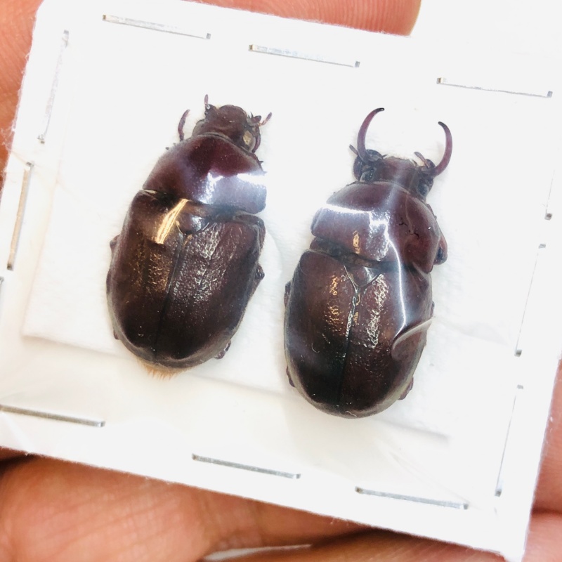Rutelidae Didrepanephorus sp 25mm22mm A1 from Yingjiang Yunnan No.4363