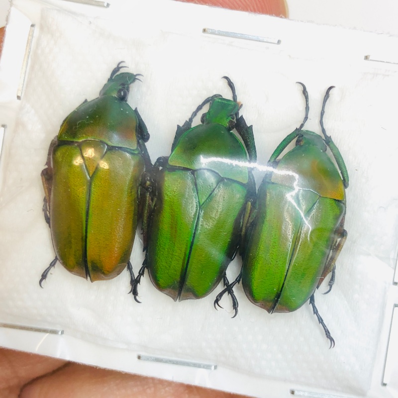 Cetoniidae Pseudorhomborrhina fuscipes 3pcs A1 from Yaan Sichuan No.4367