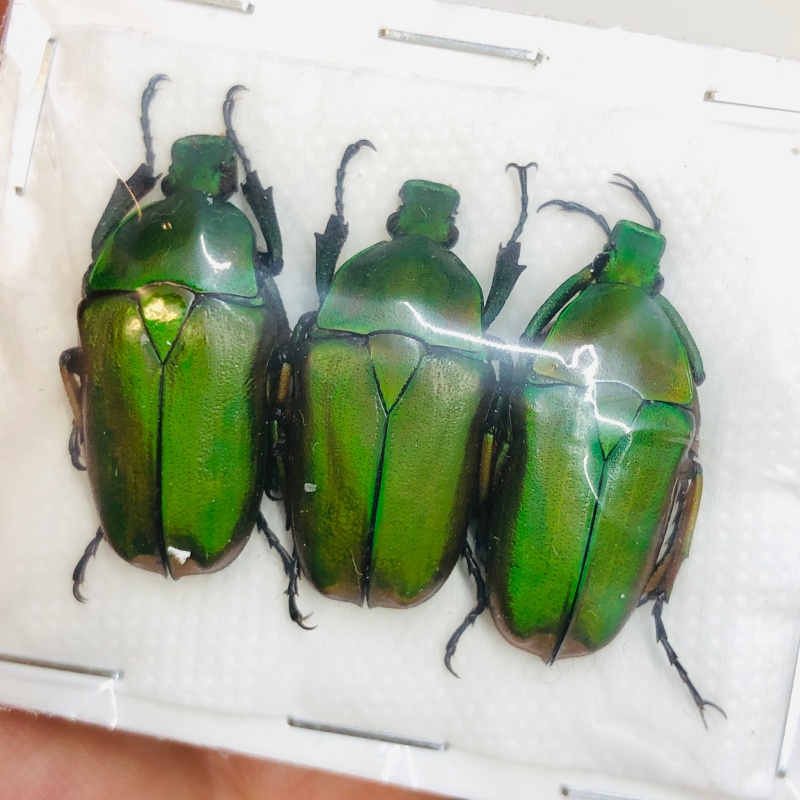 Cetoniidae Pseudorhomborrhina fuscipes 3pcs A1 from Yaan Sichuan No.4366