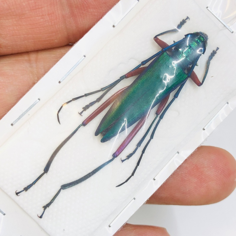 Cerambycidae sp 37mm A1 from Yingjiang Yunnan No.4365 RARE