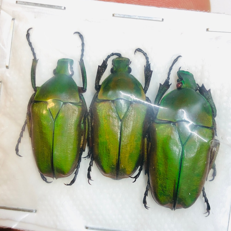 Cetoniidae Pseudorhomborrhina fuscipes 3pcs A1 from Yaan Sichuan No.4369