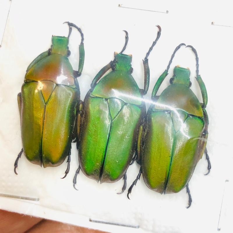 Cetoniidae Pseudorhomborrhina fuscipes 3pcs A1 from Yaan Sichuan No.4368