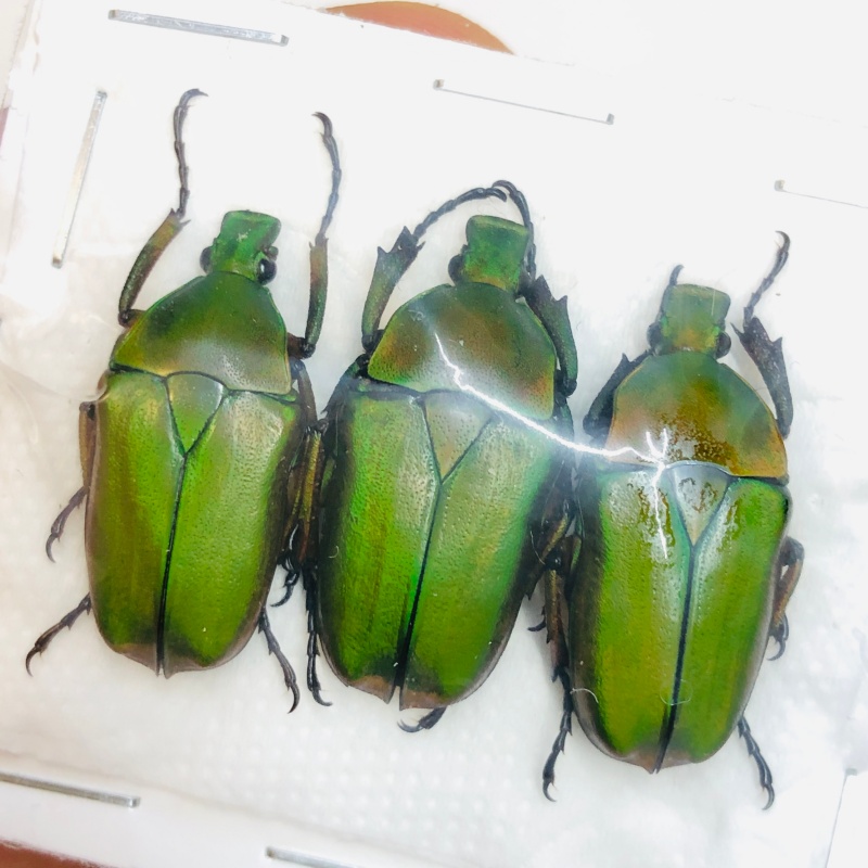 Cetoniidae Pseudorhomborrhina fuscipes 3pcs A1 from Yaan Sichuan No.4370
