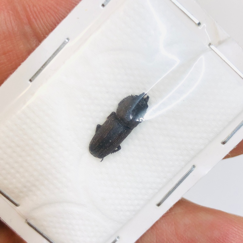 Lucanidae Cardanus variolosus 13mm A1 from Dali Yunnan No.4320