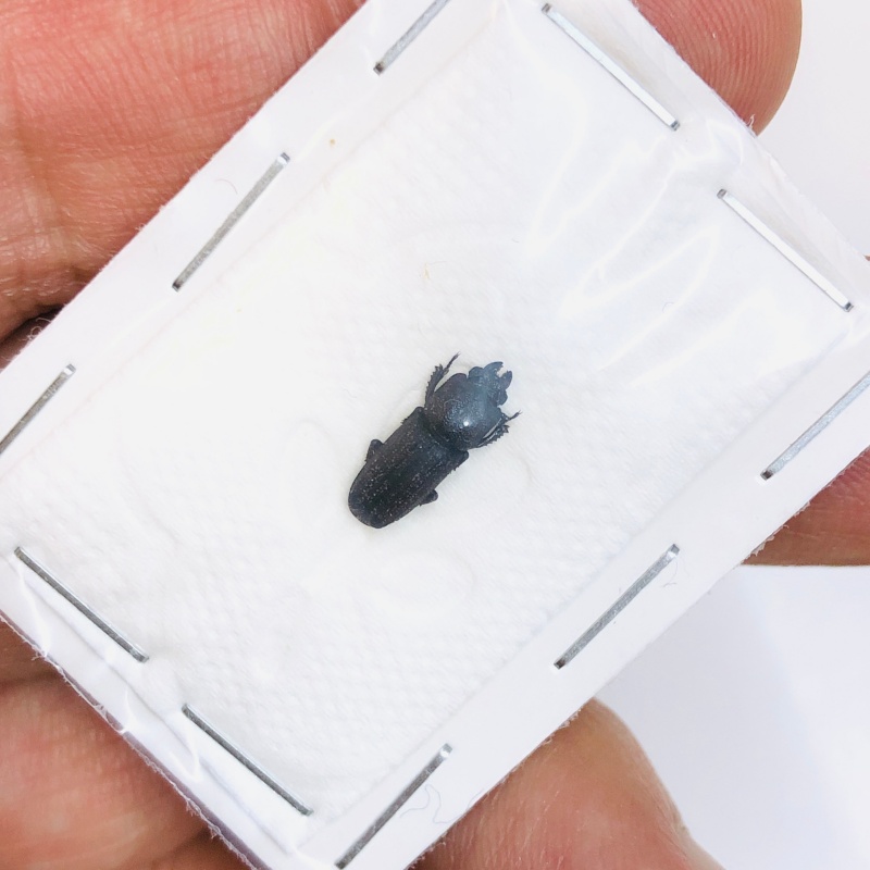 Lucanidae Cardanus variolosus 11mm A1 from Dali Yunnan No.4316