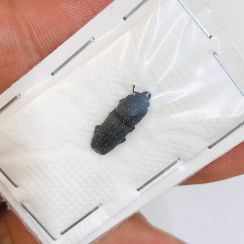 Lucanidae Cardanus variolosus 14mm A1 from Dali Yunnan No.4319