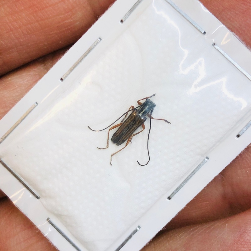 Cerambycidae sp from Lin'an Zhejiang No.4333